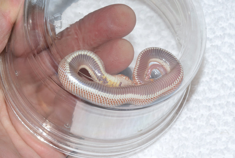 Albino Super Anaconda Hognose male