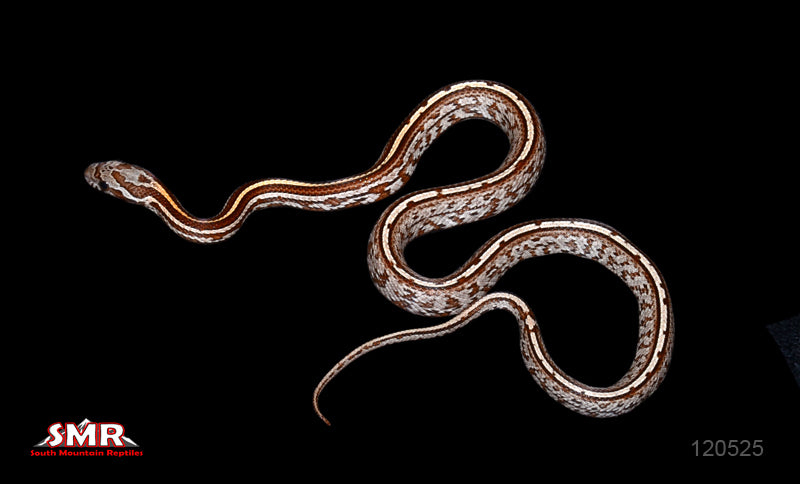 Tessera (possibly also BUF) 15" male for sale by South Mountain Reptiles