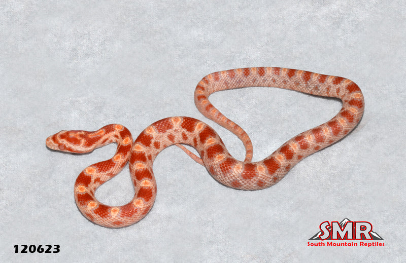 Red Factor Amel 12" Male for sale by South Mountain Reptiles