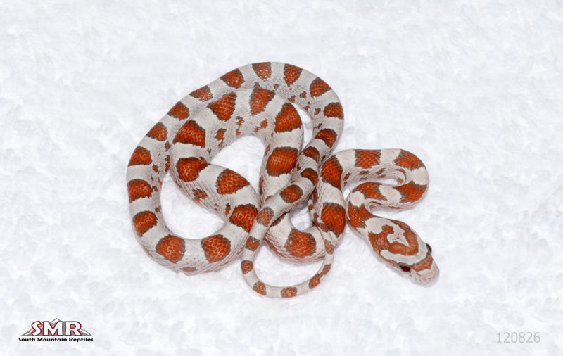 Miami Ultra or Ultramel female