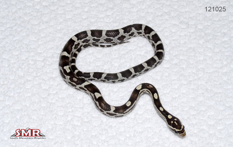 Anery Weirdo 13" Female for sale by South Mountain Reptiles