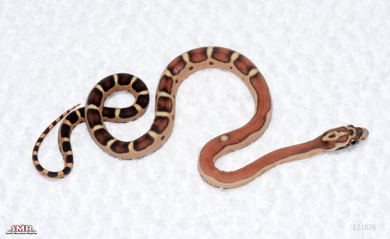 Scaleless male
