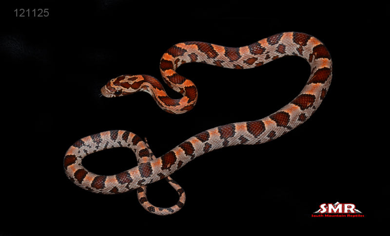 Okeetee, het RC Lava 15" Male for sale by South Mountain Reptiles