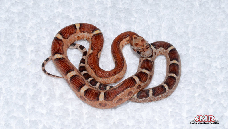 Microscale male