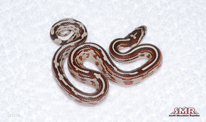 Miami Tessera female