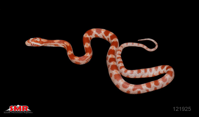 Amel 13" Male for sale by South Mountain Reptiles