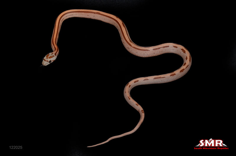 Striped Corn 13" Male for sale by South Mountain Reptiles