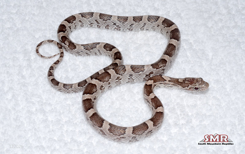 Masque Anery female