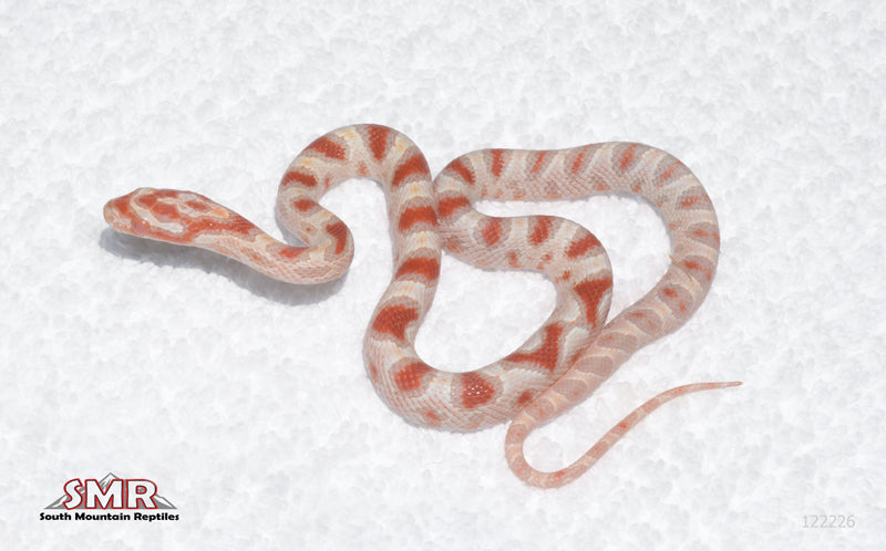 High-white Reverse Okeetee female