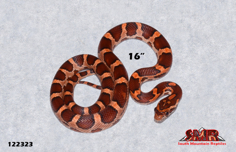 Red Factor Cornsnake 16" Female for sale by South Mountain Reptiles