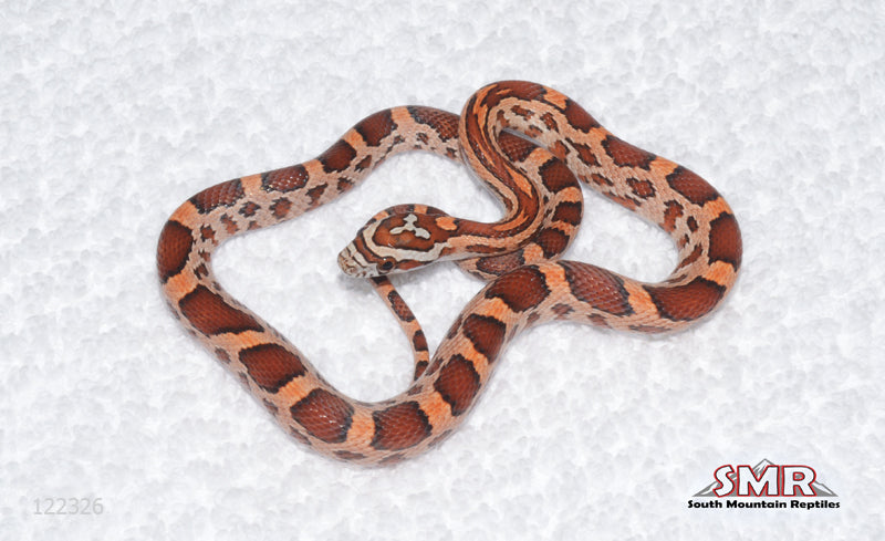 Het Red Factor Amel female