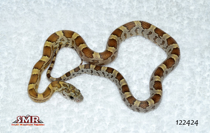 Honey 18" Male for sale by South Mountain Reptiles