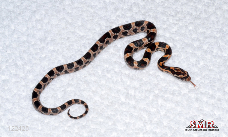 Extreme Okeetee 12" Female for sale by South Mountain Reptiles