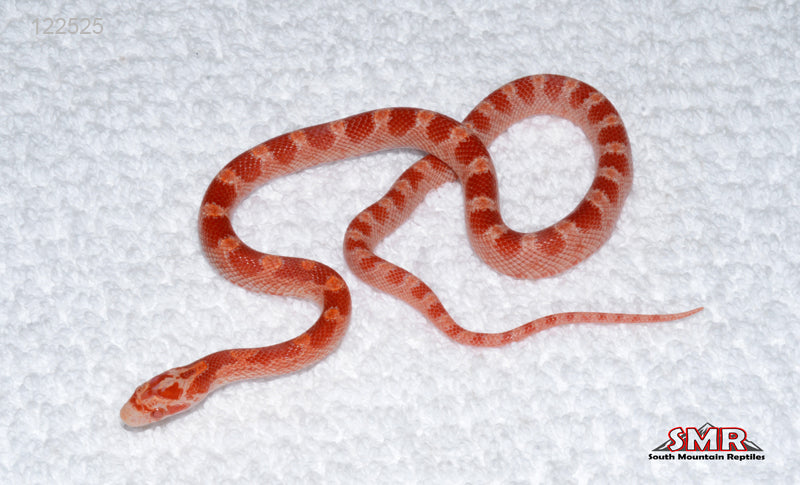 Cayenne Fire 12" Female for sale by South Mountain Reptiles