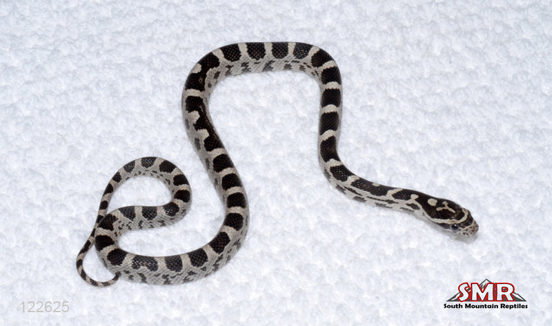 Anery Deluxe 13" Female for sale by South Mountain Reptiles