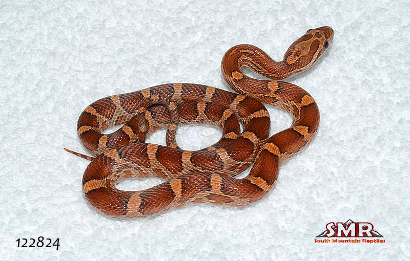 Het MicroScale 16" Female for sale by South Mountain Reptiles