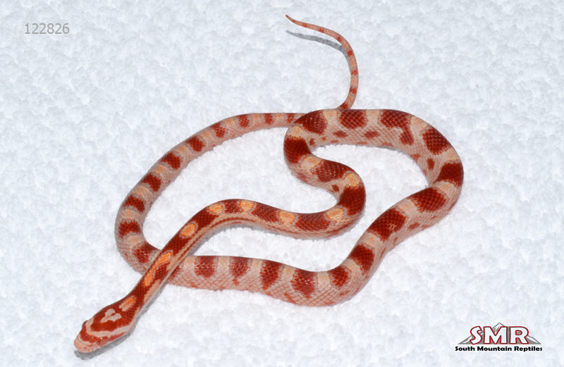 Amel, het Anery male for sale by South Mountain Reptiles