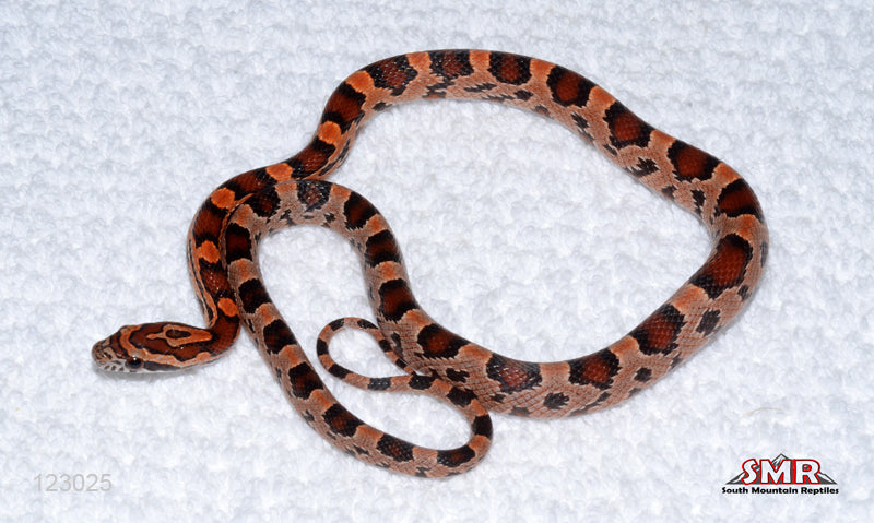 Extreme Red Coat Okeetee 17" Female for sale by South Mountain Reptiles