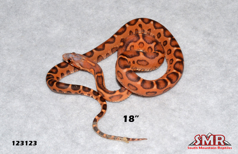 Scaleless Okeetee 18" Male for sale by South Mountain Reptiles