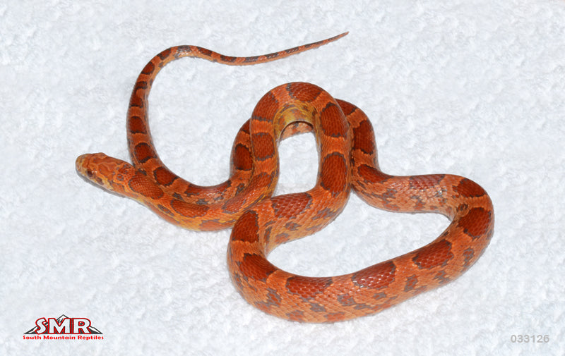 Sunkissed Extreme Okeetee 20" Female for sale by South Mountain Reptiles