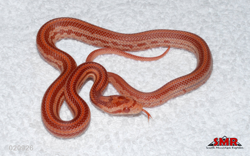 Cherry Amel Tessera 12" male for sale by South Mountain Reptiles
