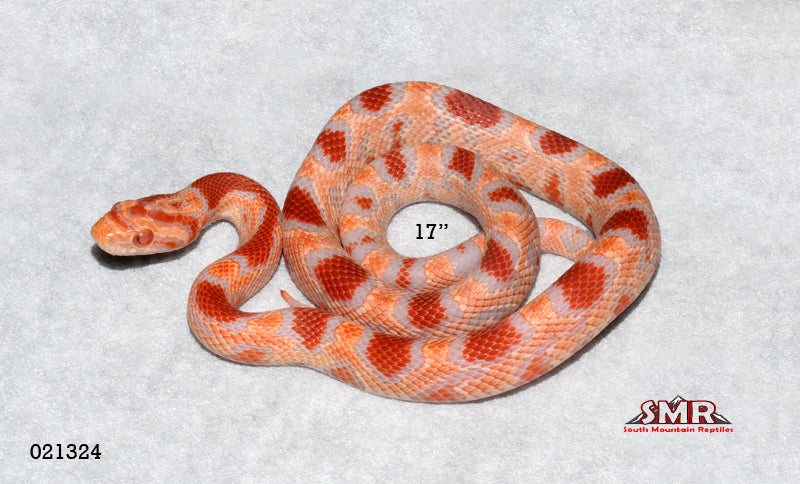 Extreme Red Factor Reverse Okeetee 17" Male for sale by South Mountain Reptiles