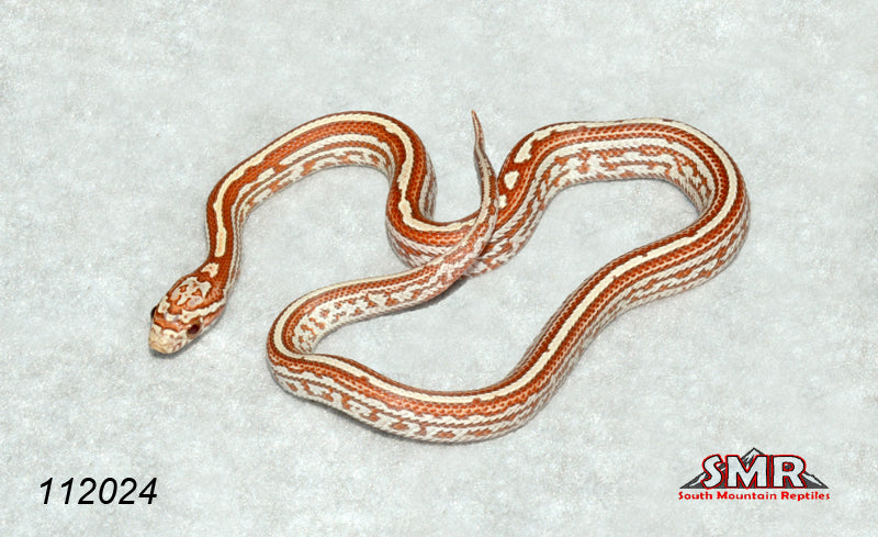 Ultramel Tessera 13" Female for sale by South Mountain Reptiles