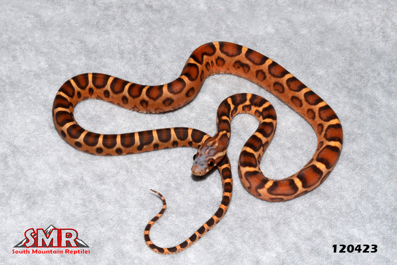 Scaleless buckskin Okeetee 17" Male for sale by South Mountain Reptiles