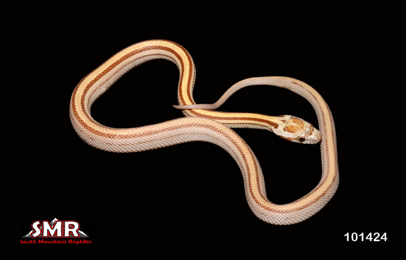 Striped Amber 12" Female for sale by South Mountain Reptiles