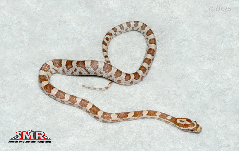 Ultramel Kastanie 12" Female for sale by South Mountain Reptiles