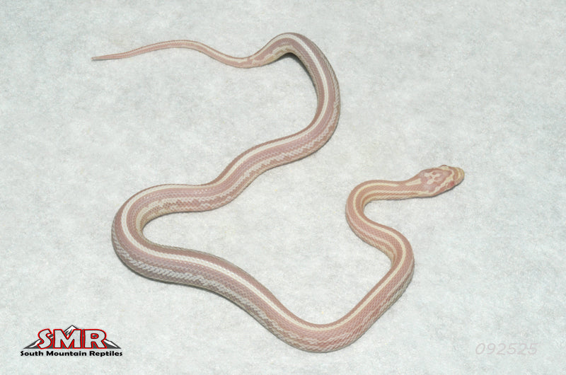 Snow Tessera Motley 12" Female for sale by South Mountain Reptiles