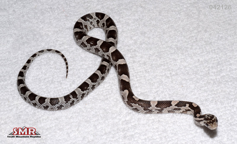 Anery 17" Female for sale by South Mountain Reptiles