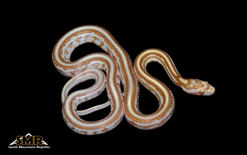 Butter Tessera 18" Female for sale by South Mountain Reptiles