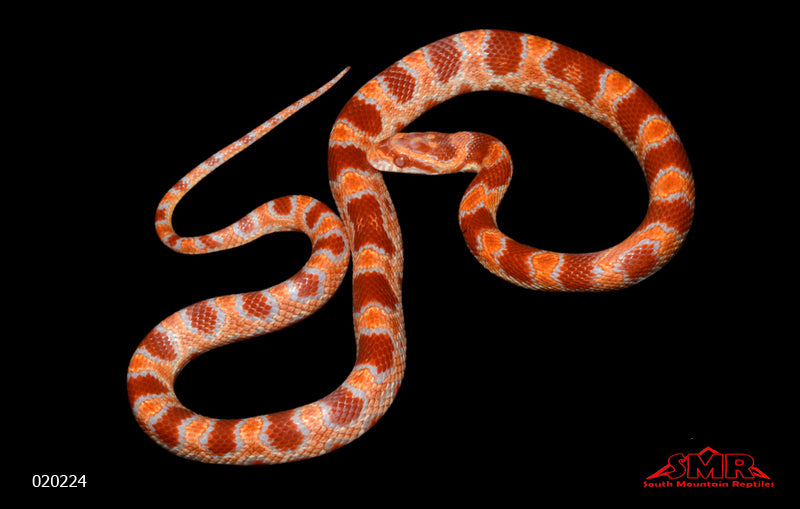 Red Factor Reverse Okeetee 18" Female for sale by South Mountain Reptiles