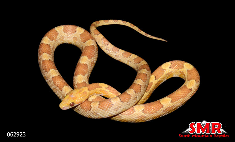 Masque Caramel 22" Female for sale by South Mountain Reptiles