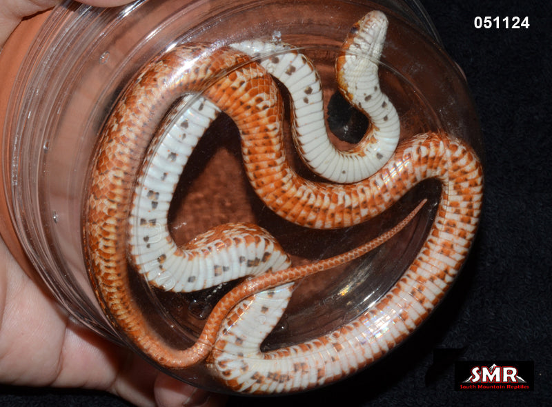 Weirdo Tessera 24" Female for sale by South Mountain Reptiles