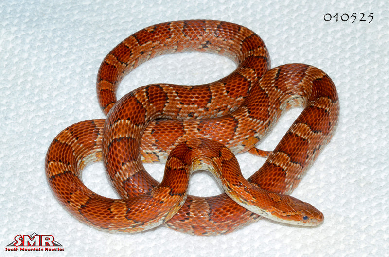 Het Palmetto 38" Female for sale by South Mountain Reptiles
