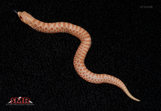 Albino Western Hognose 5" Female for sale by South Mountain Reptiles