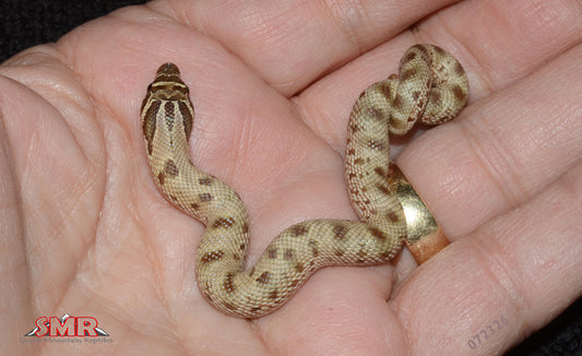 Anaconda Hognose 7" Female for sale by South Mountain Reptiles