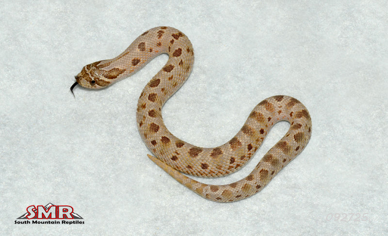 Anaconda Hognose 8" Female for sale by South Mountain Reptiles