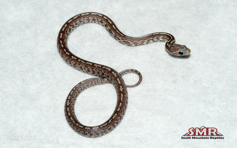 Ultramel Charcoal Tessera 13" Male for sale by South Mountain Reptiles