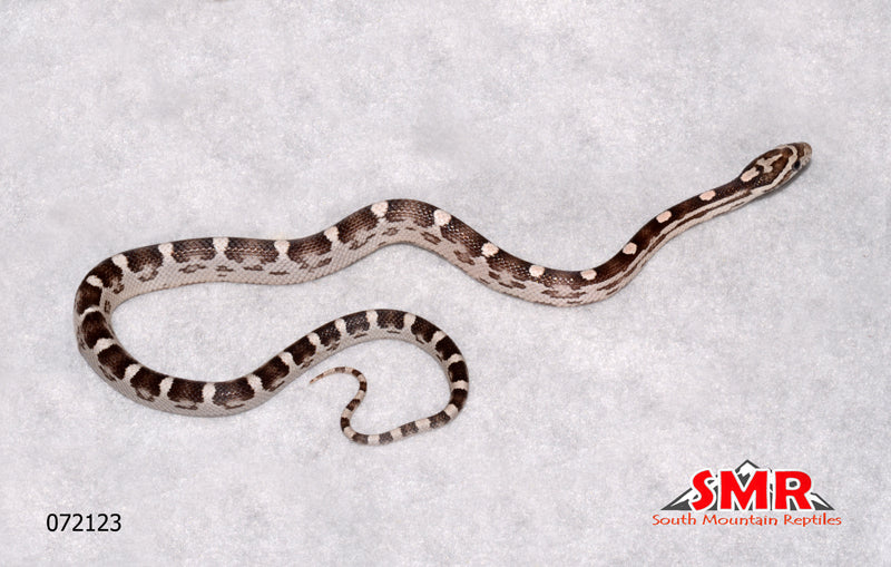 Anery Motley 13" Male for sale by South Mountain Reptiles