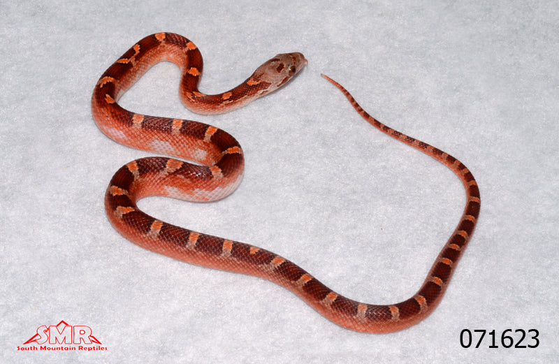 Pied-sided Bloodred 13" Male for sale by South Mountain Reptiles