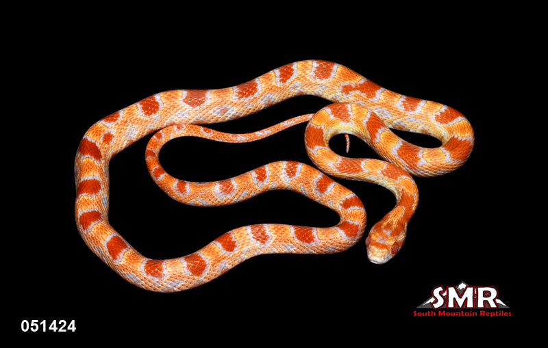 Reverse Okeetee 19" Male for sale by South Mountain Reptiles