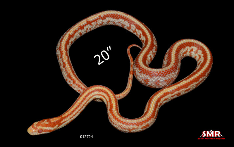 Amel Tessera 20" Male for sale by South Mountain Reptiles