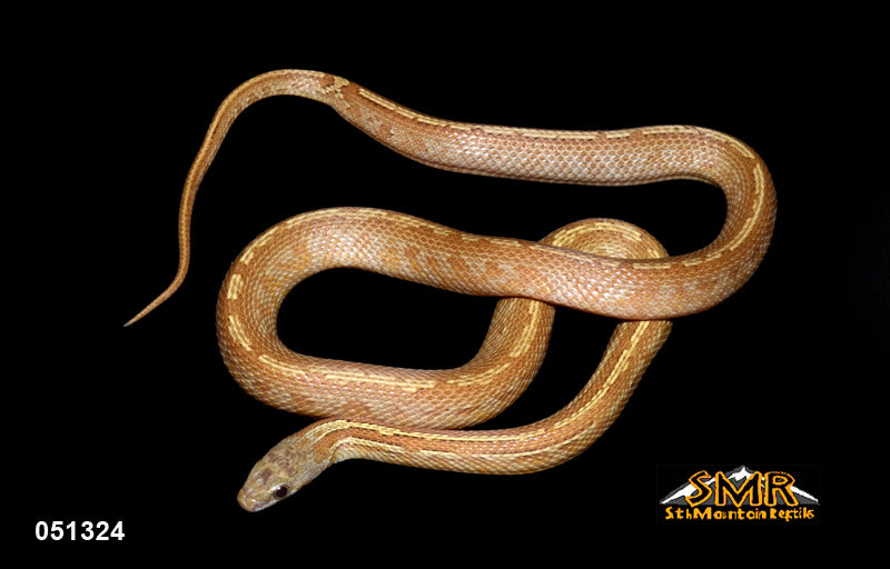 Caramel Bloodred Tessera 30" Male for sale by South Mountain Reptiles