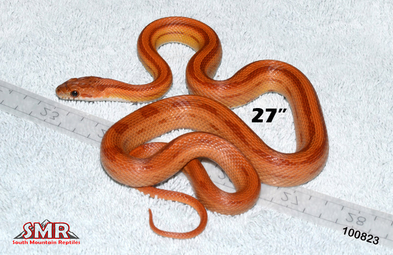 Striped Corn 27" Male for sale by South Mountain Reptiles