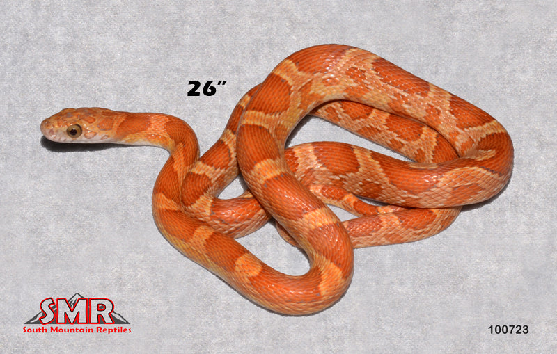 Sunkissed Motley 26" Male for sale by South Mountain Reptiles