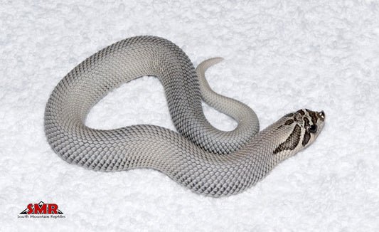 Axanthic Super Conda Hognose male for sale by South Mountain Reptiles