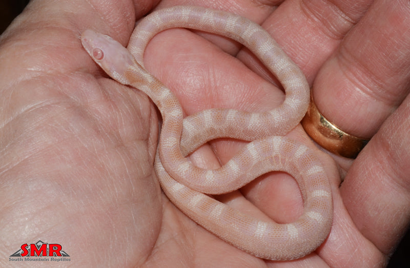 Butter Microscale - male